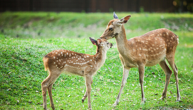 Key Information Lagoon Deer Park