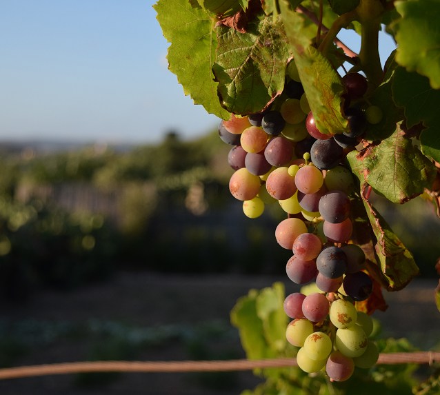About Firelands Winery